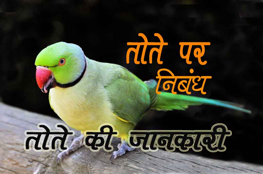 essay about parrot in hindi