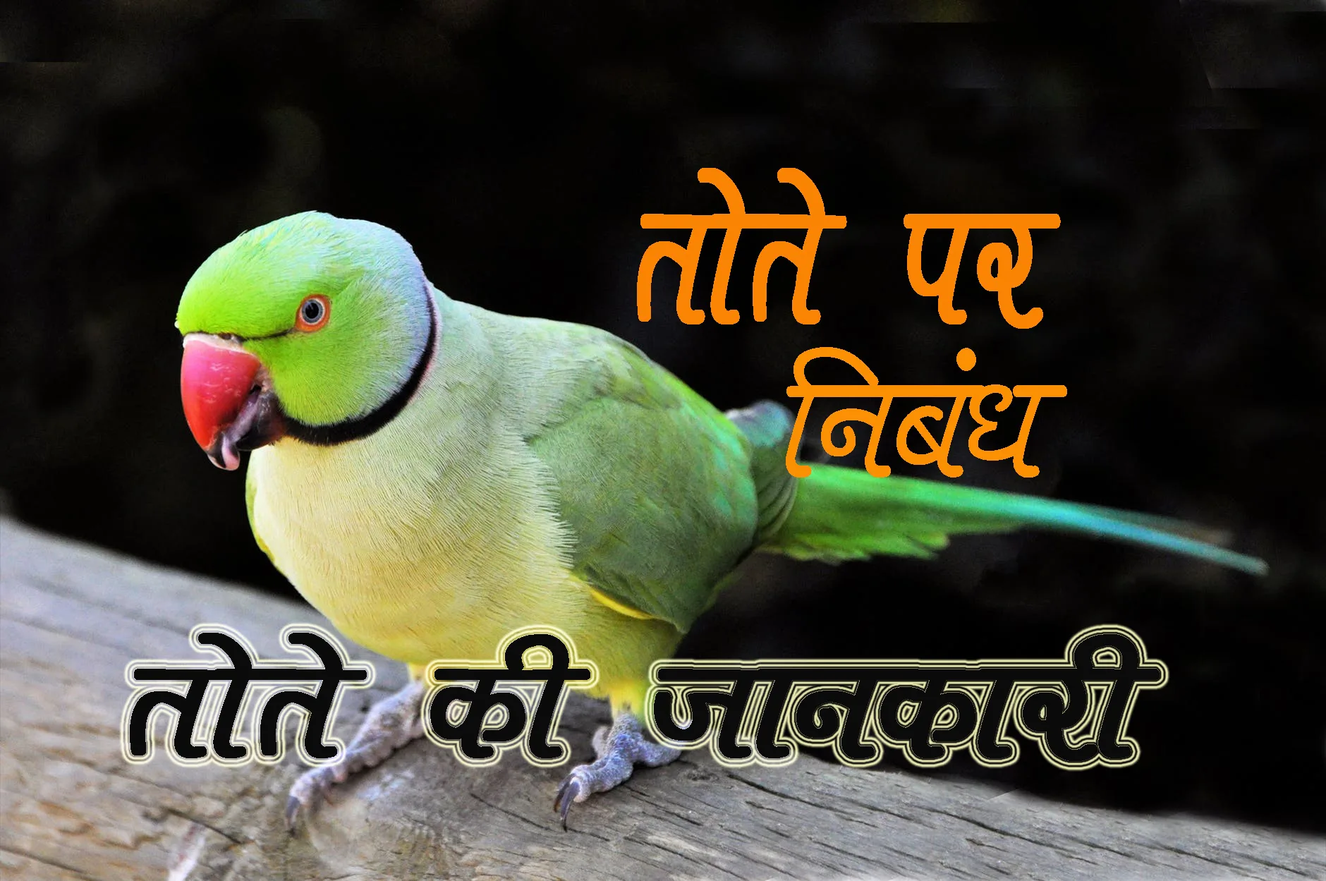 parrot simple essay in hindi