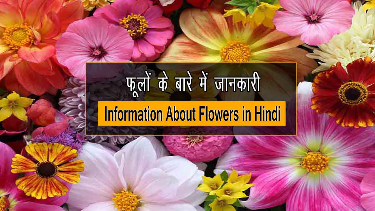 Information About Flowers in Hindi