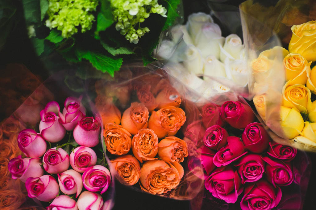 essay-on-roses