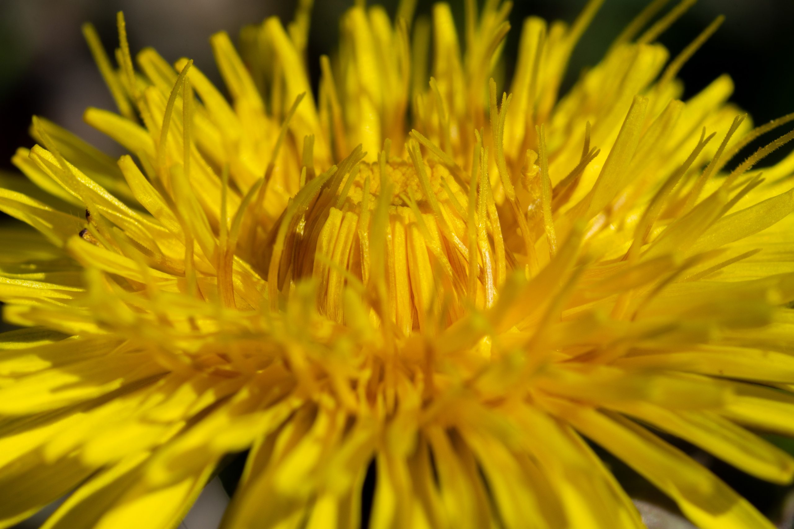 marigold-flower
