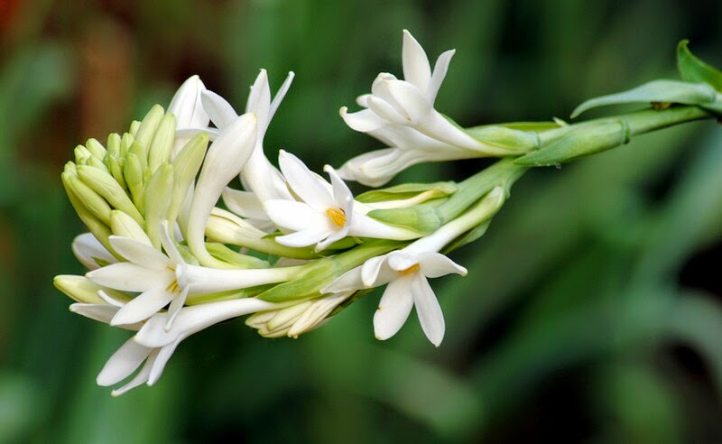 tuberose-flower