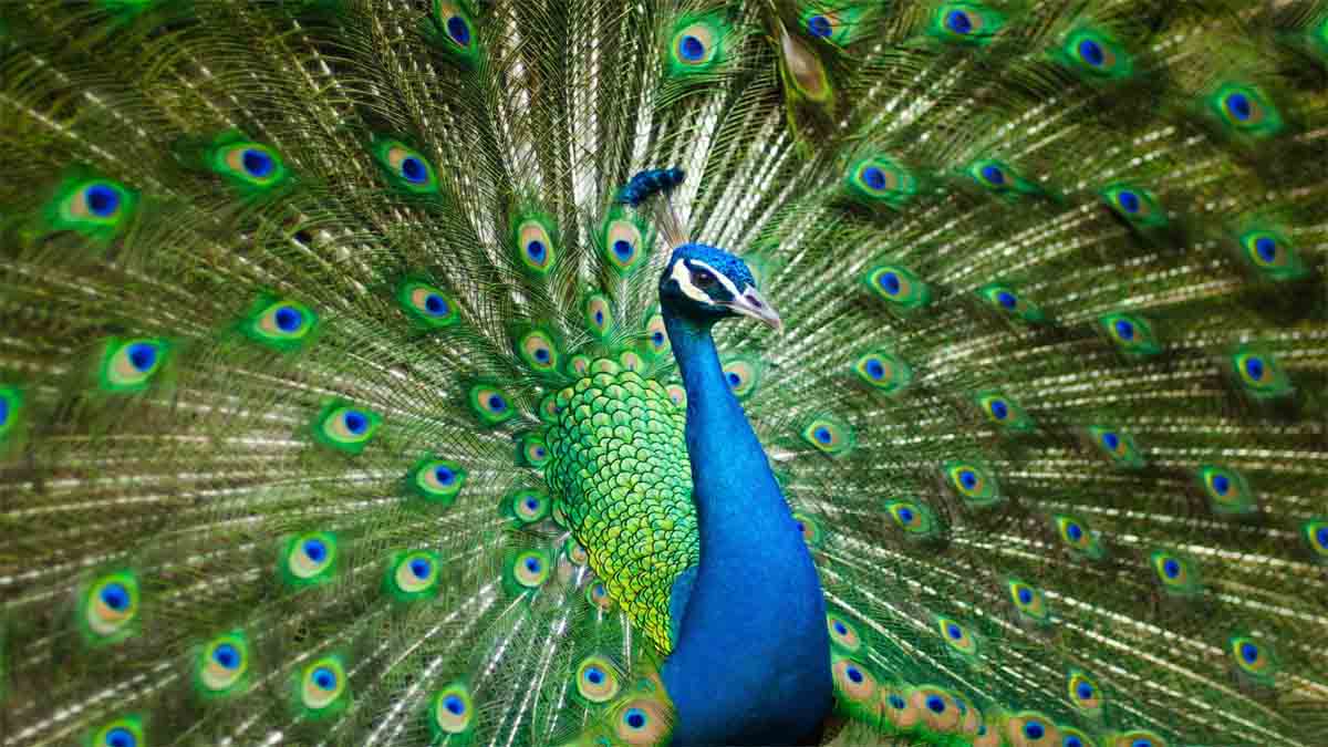 Few Lines About National Bird Peacock In Hindi