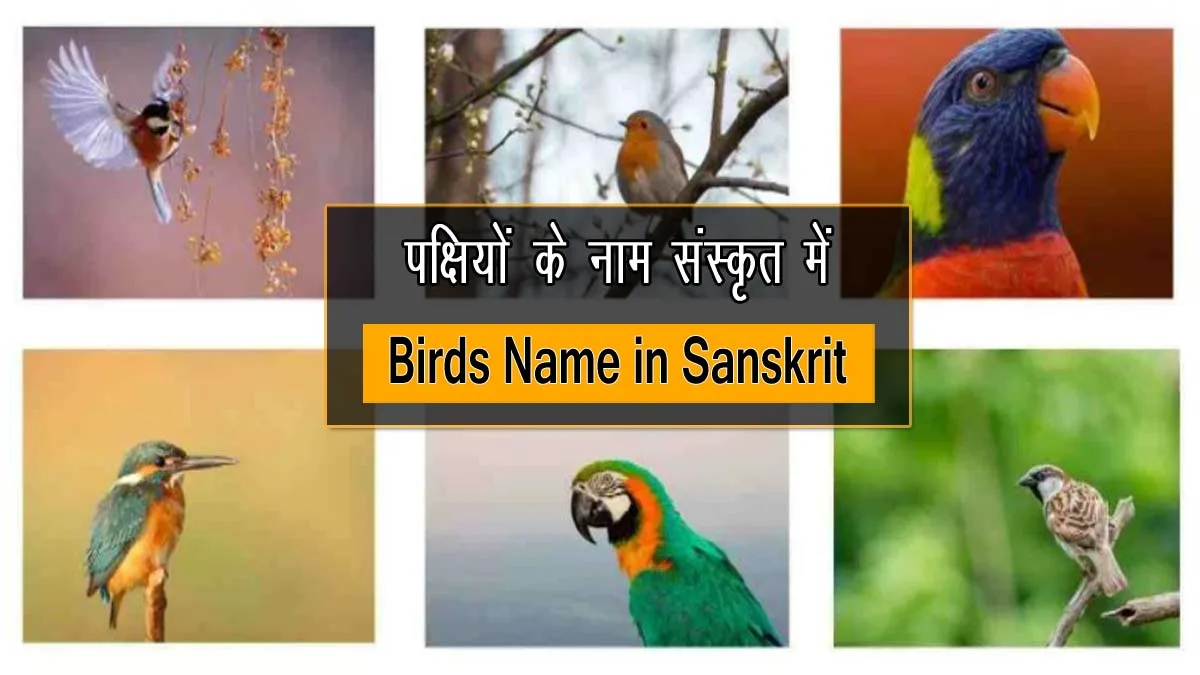 45+ पक्षियों के नाम संस्कृत में - Birds Name in Sanskrit