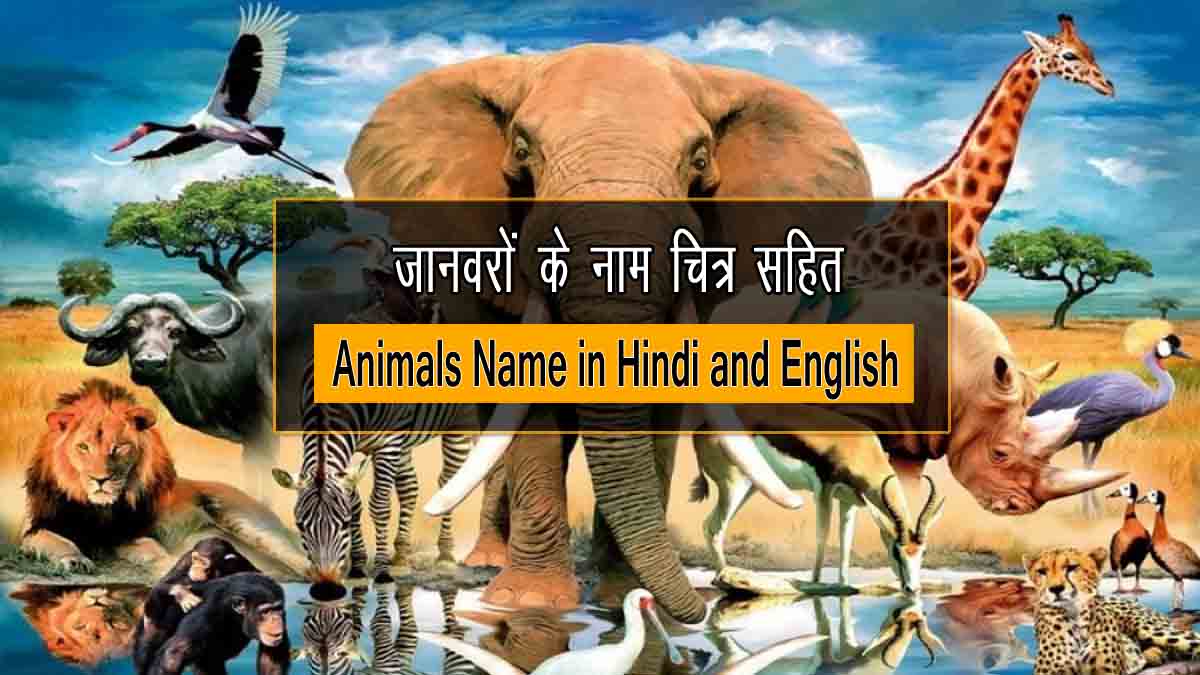 100+ जानवरों के नाम चित्र सहित | Animals Name in Hindi and English