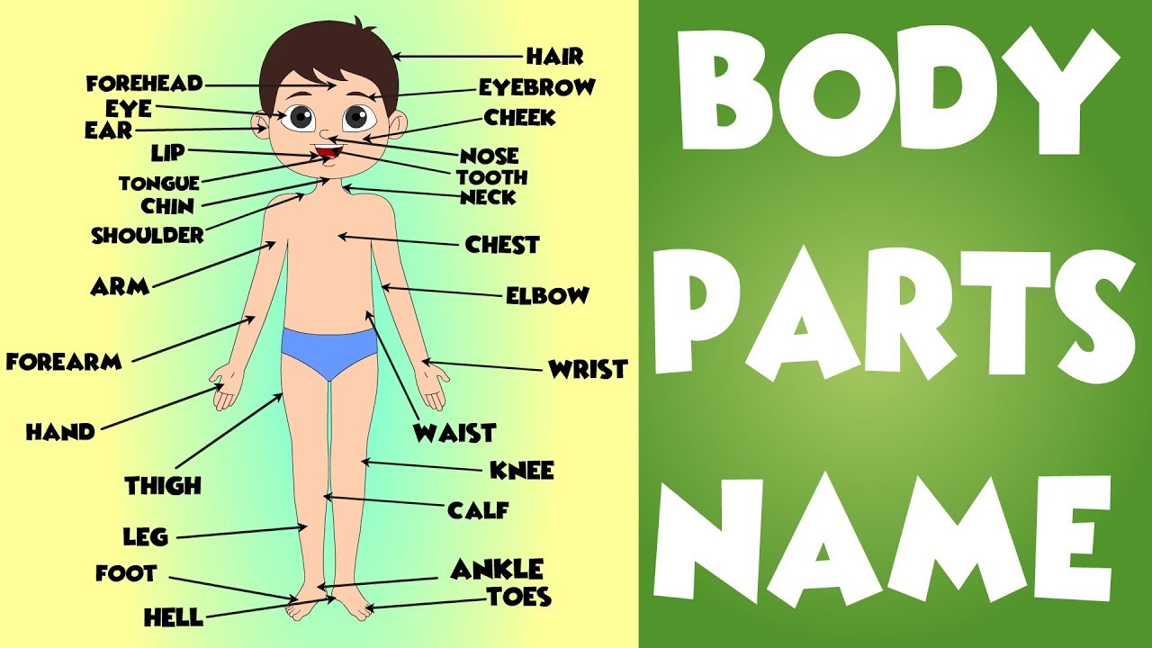Body Parts Name In Hindi