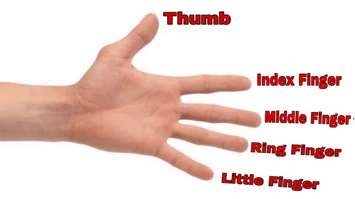 Fingers Name in Hindi and English