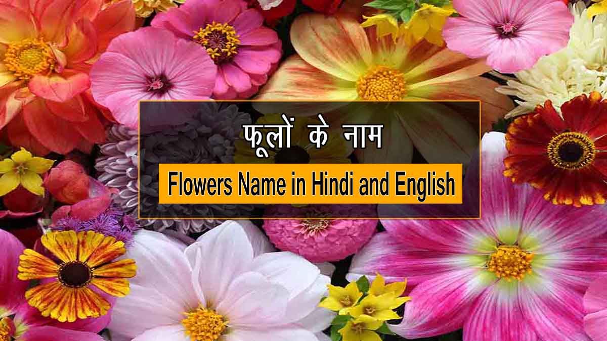 70+ Phoolon ke Naam | फूलों के नाम हिंदी और अंग्रेजी में
