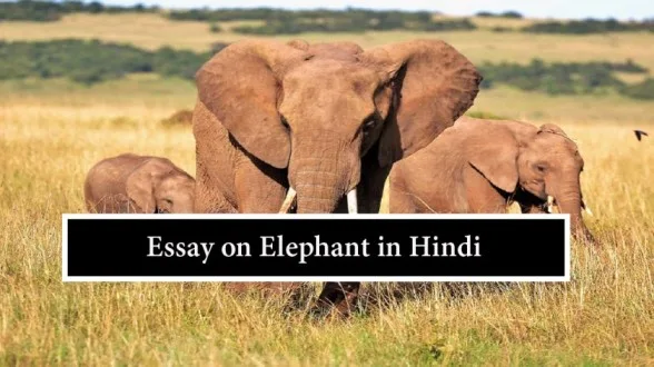 Essay-on-Elephant-in-Hindi