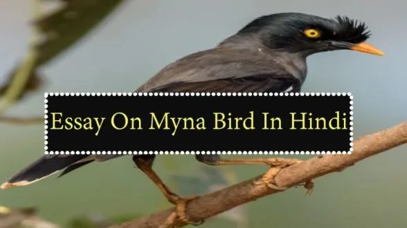 Essay-On-Myna-Bird-In-Hindi
