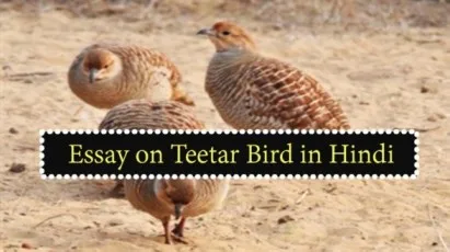 Essay-on-Teetar-Bird-in-Hindi