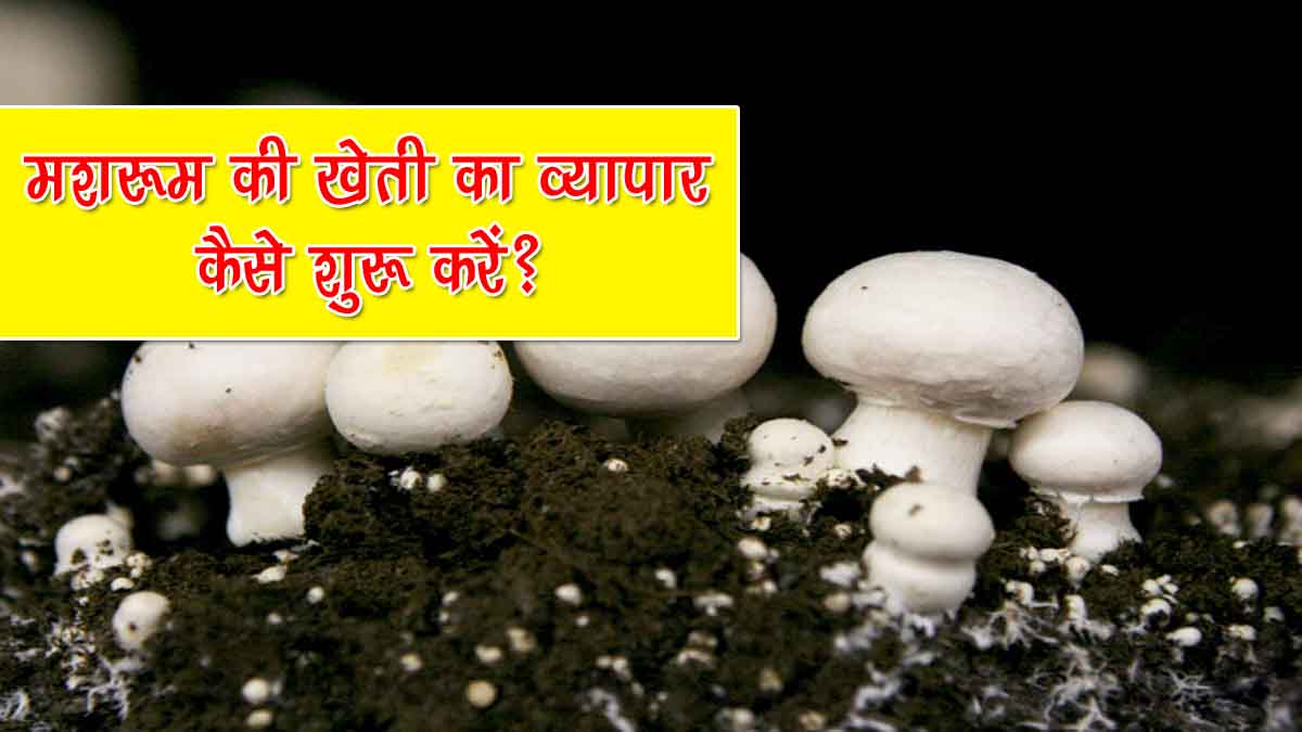 How to Start Mushroom Farming Business in Hindi