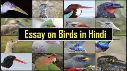Essay-on-Birds-in-Hindi-