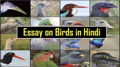 Essay-on-Birds-in-Hindi-