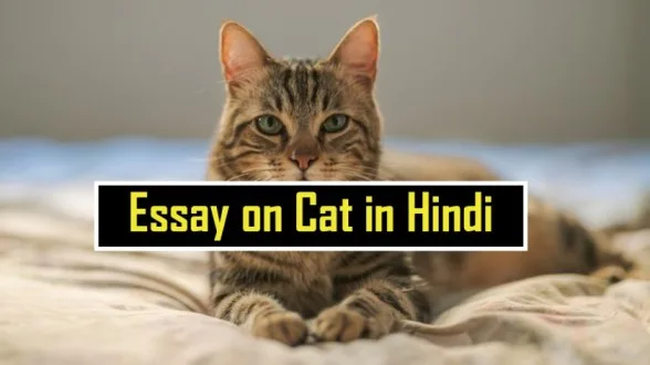 essay on cat in hindi 100 words