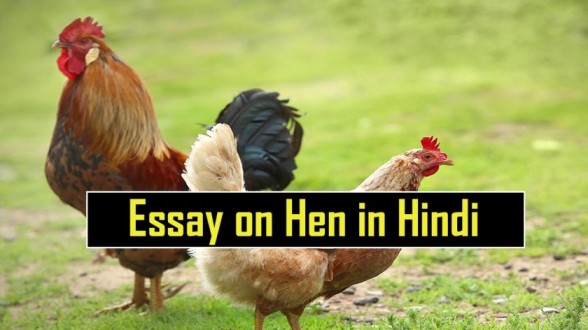 Essay on Hen in Hindi