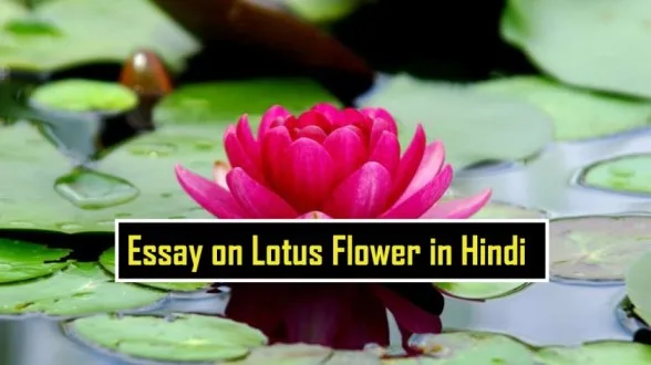 Essay on Lotus Flower in Hindi