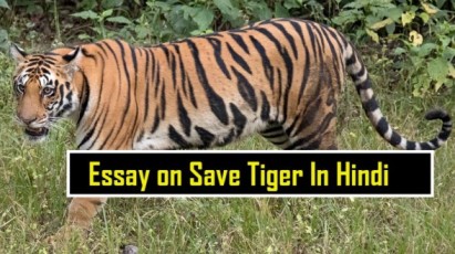 Essay-on-Save-Tiger-In-Hindi