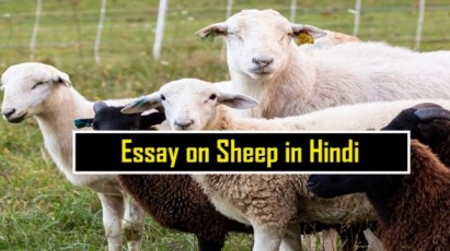 Essay on Sheep in Hindi