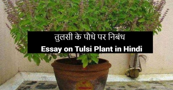Essay-on-Tulsi-Plant-in-Hindi