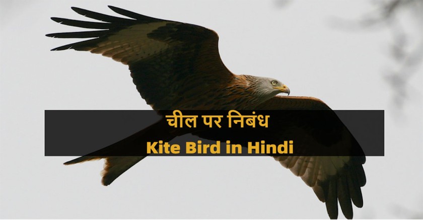 kite-bird-in-hindi