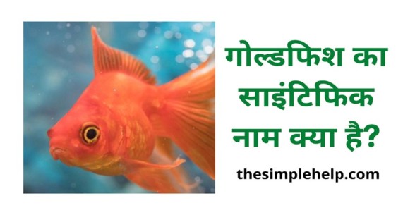 Goldfish ka Scientific Naam Kya hai